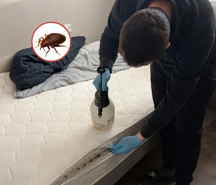 Technicien traitant un matelas contre les punaises de lit à Mittainville